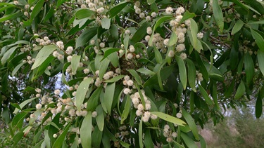 Acacia Implexa