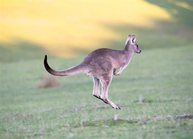 Kangaroo