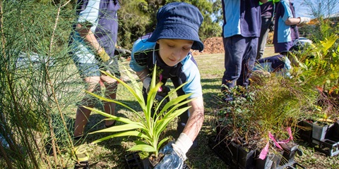 tiny-forests-2024_web-image.jpg